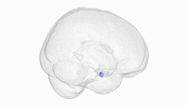 Full Brain White