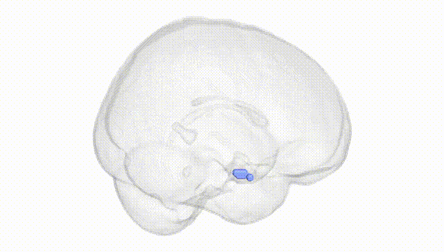 Full Brain White