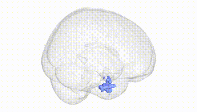 Full Brain White
