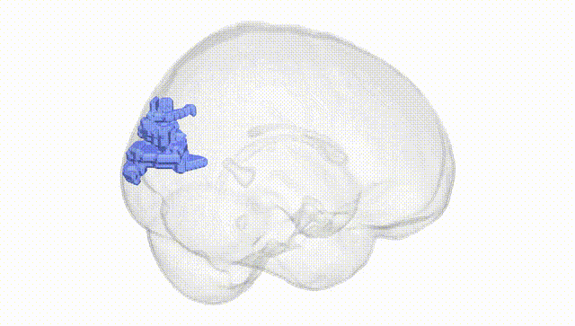 Full Brain White