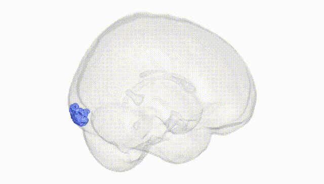 Full Brain White