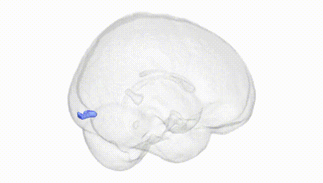 Full Brain White