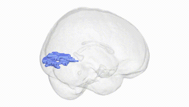 Full Brain White
