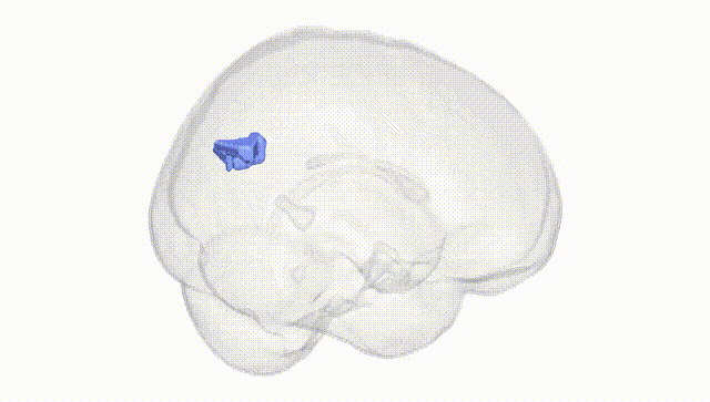 Full Brain White