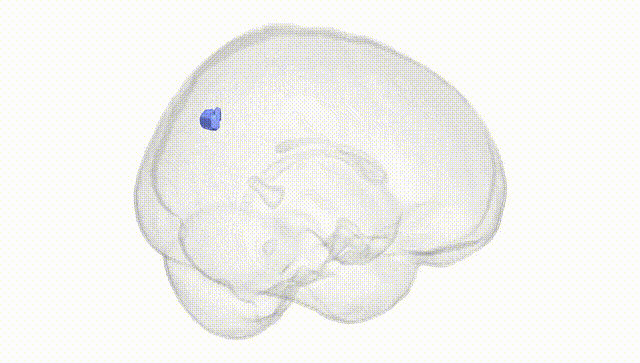 Full Brain White