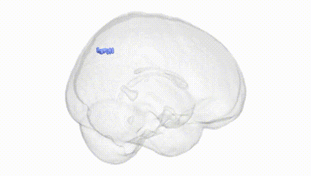 Full Brain White