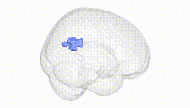 Full Brain White