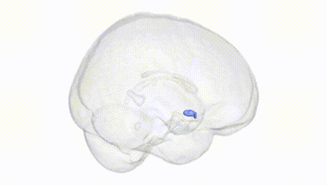 Full Brain White