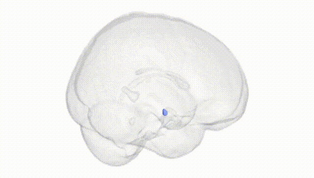 Full Brain White