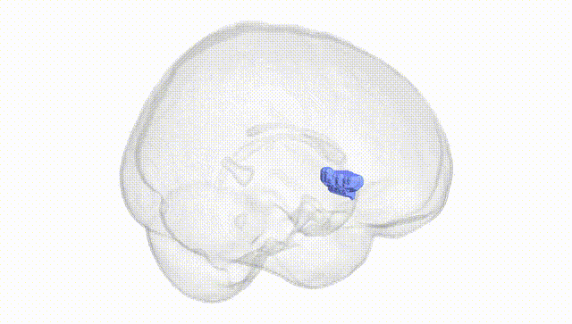 Full Brain White