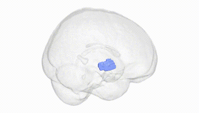 Full Brain White