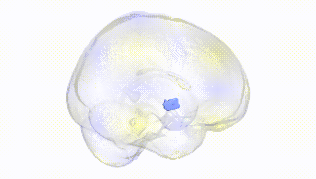 Full Brain White