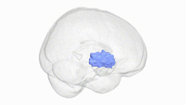 Full Brain White