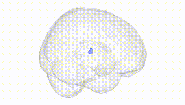 Full Brain White