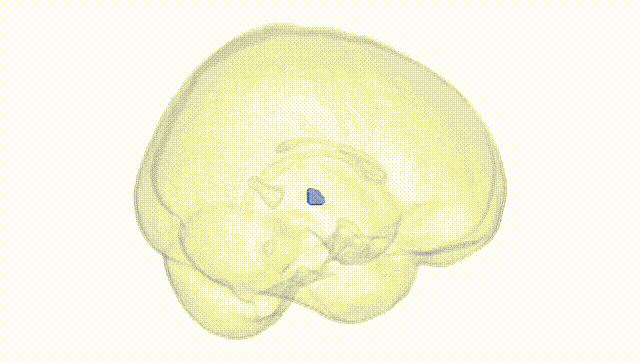 Full Brain White