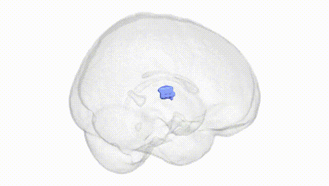 Full Brain White