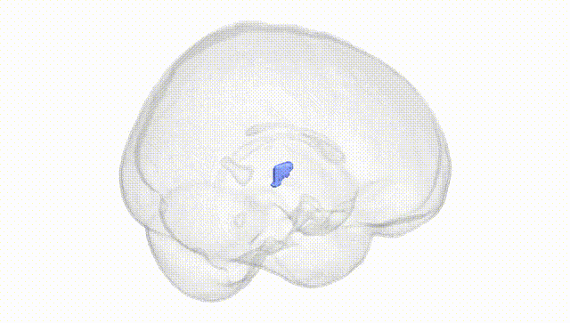 Full Brain White