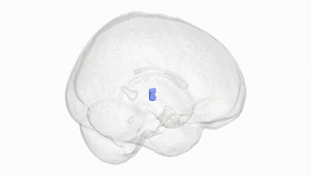 Full Brain White