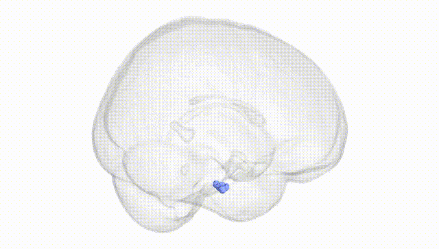 Full Brain White