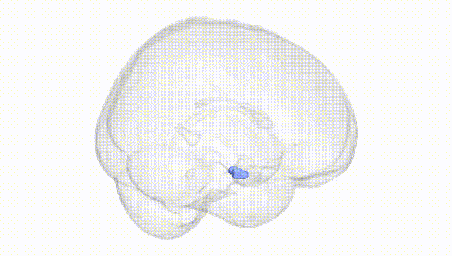 Full Brain White