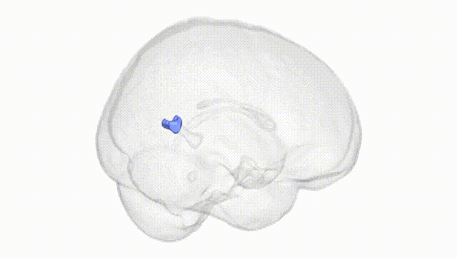 Full Brain White