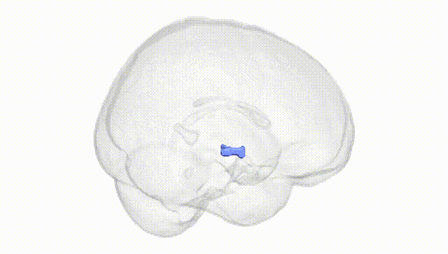 Full Brain White
