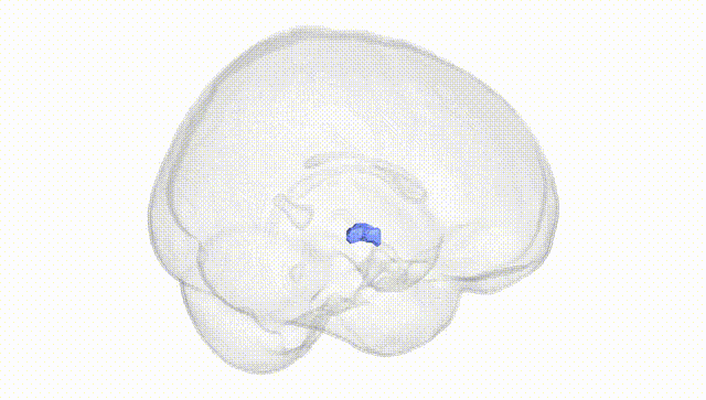 Full Brain White