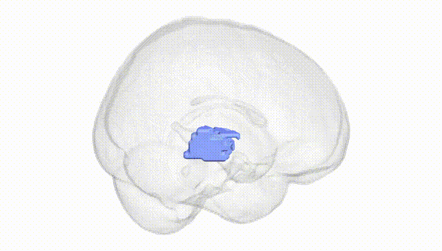 Full Brain White
