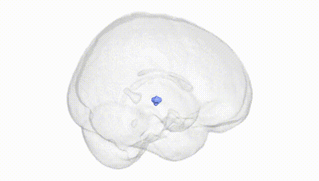 Full Brain White
