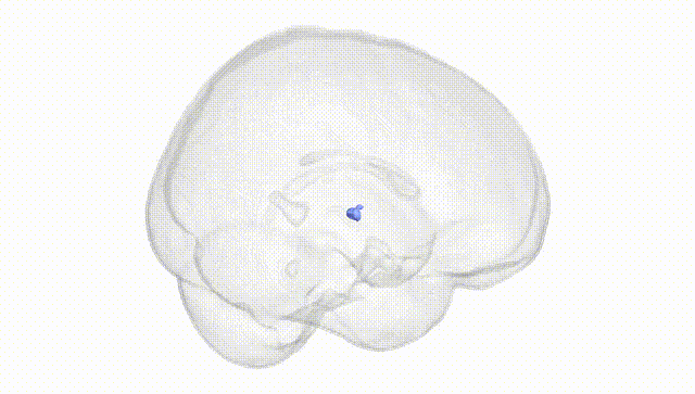 Full Brain White