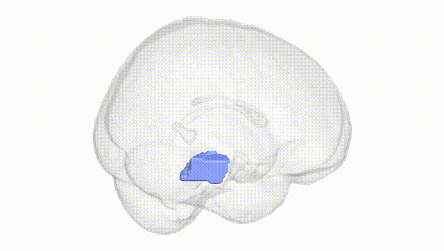 Full Brain White