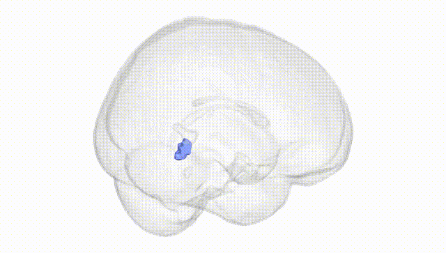 Full Brain White