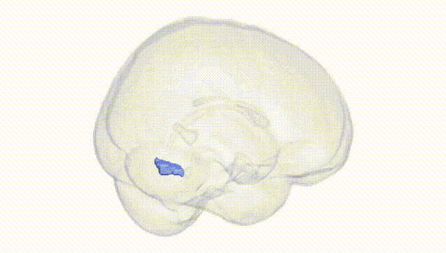Full Brain White