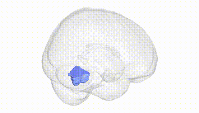 Full Brain White