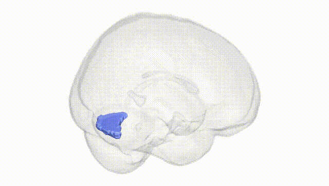 Full Brain White