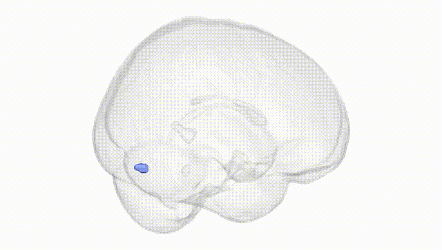 Full Brain White