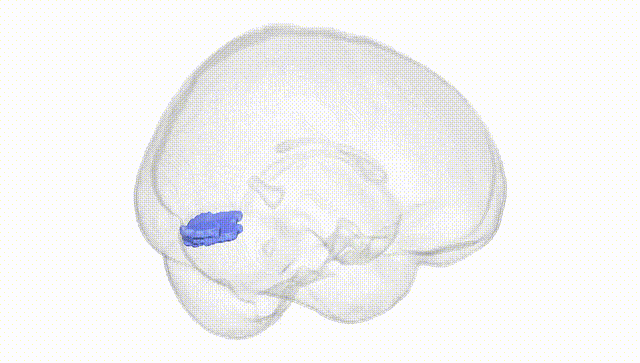 Full Brain White