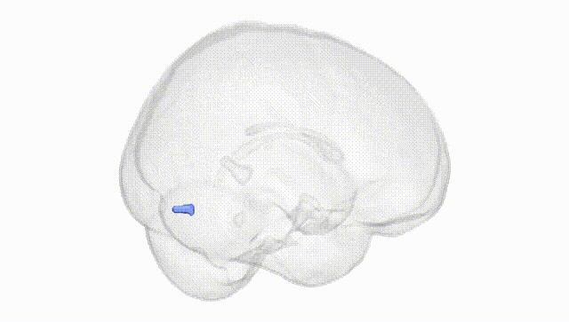 Full Brain White