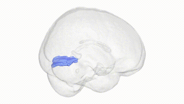 Full Brain White