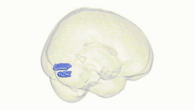 Full Brain White