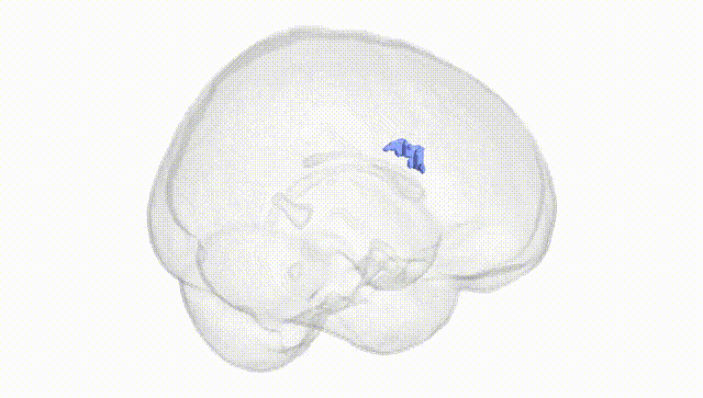 Full Brain White