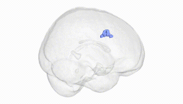 Full Brain White