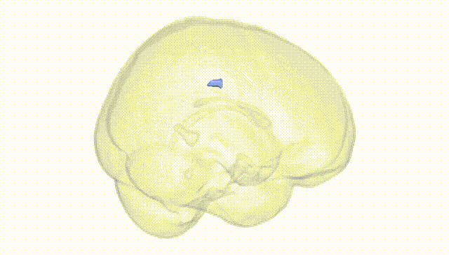 Full Brain White