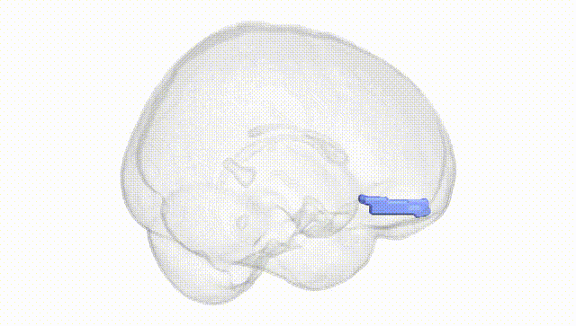 Full Brain White