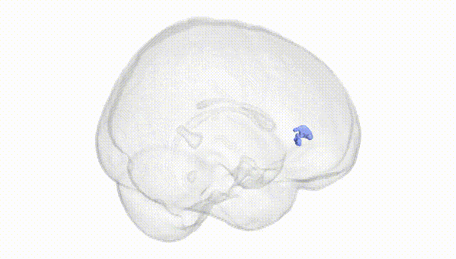 Full Brain White