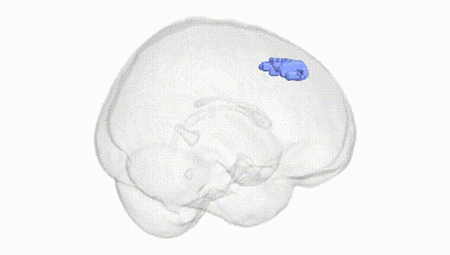 Full Brain White