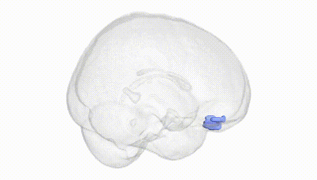 Full Brain White