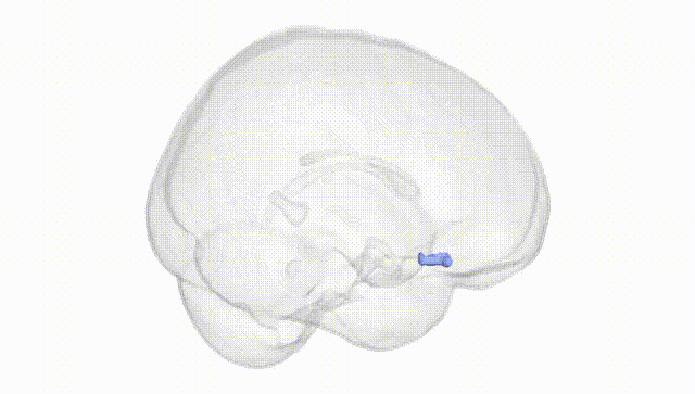 Full Brain White