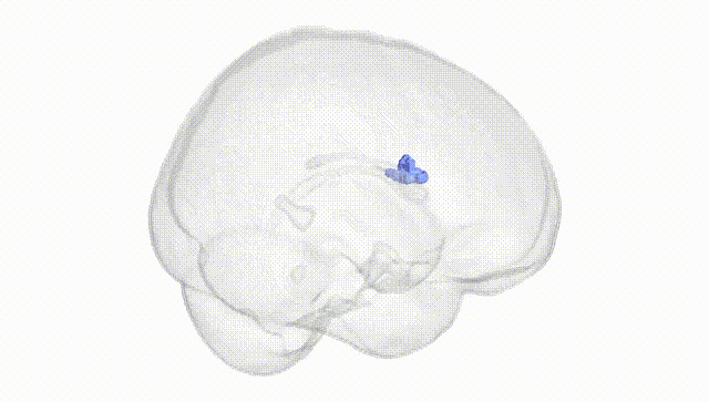 Full Brain White