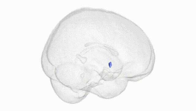 Full Brain White